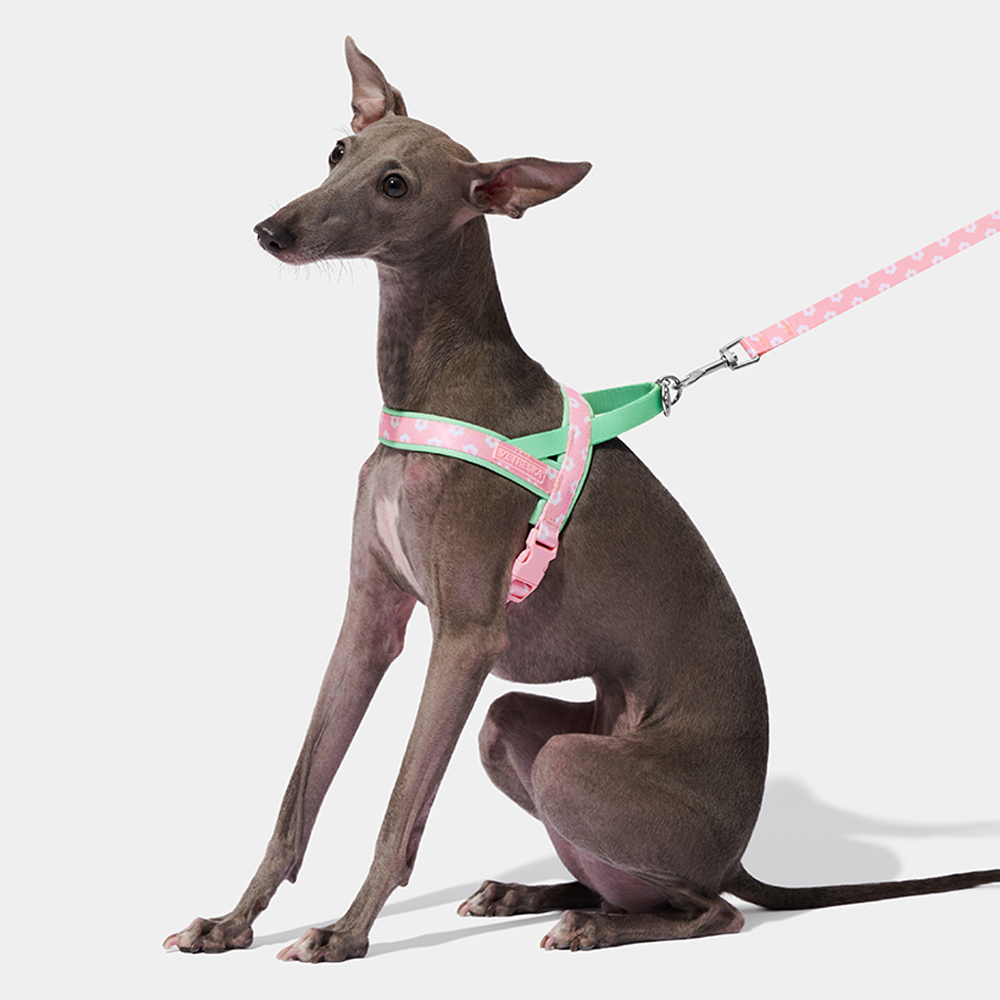 Headcollar Rope Set - Set di Lusso per Cani: Pettorina