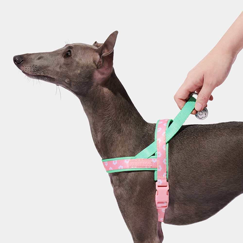 Set di Lusso per Cani: Pettori - Headcollar Rope Set recensione e prezzo