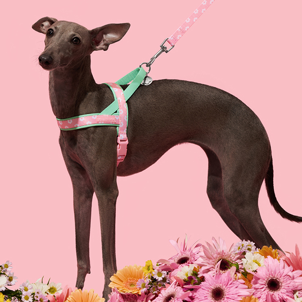 Set di Lusso per Cani: Pettori - Headcollar Rope Set recensione e prezzo