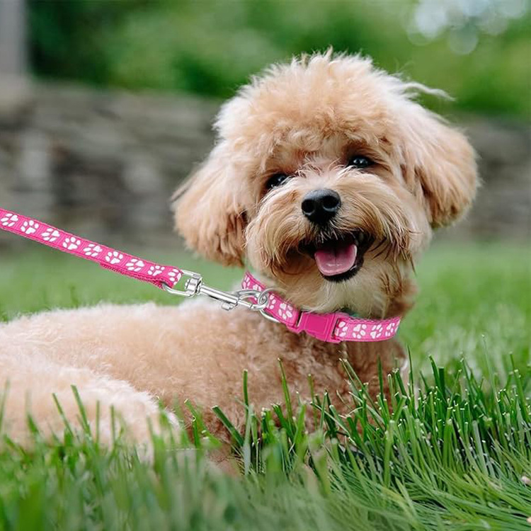 Guinzaglio per Cani con Stampa - Headcollar Rope Set recensione e prezzo